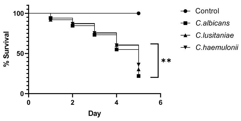 https://cdn.ncbi.nlm.nih.gov/pmc/blobs/fb18/10819056/989043b0708a/microorganisms-12-00212-g003.jpg