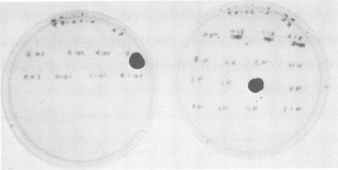 https://cdn.ncbi.nlm.nih.gov/pmc/blobs/fb1c/454322/75cae968d88e/emboj00139-0043-a.jpg