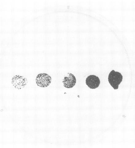 https://cdn.ncbi.nlm.nih.gov/pmc/blobs/fb1c/454322/de2ff0e1bf9a/emboj00139-0043-b.jpg