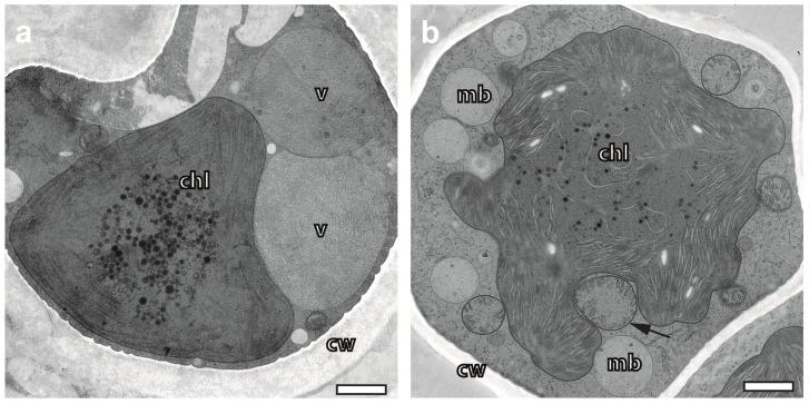 https://cdn.ncbi.nlm.nih.gov/pmc/blobs/fb23/10708280/9d0589b8a3ec/plants-12-04039-g002.jpg