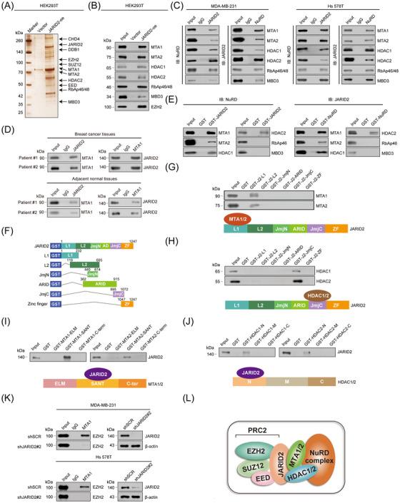 https://cdn.ncbi.nlm.nih.gov/pmc/blobs/fb24/10565380/9d36244169a1/CAC2-43-1117-g005.jpg