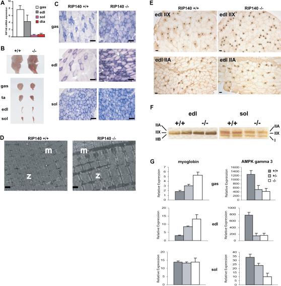 https://cdn.ncbi.nlm.nih.gov/pmc/blobs/fb24/2680991/431ecb5c5e2e/gr1.jpg