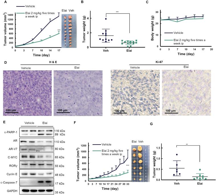 https://cdn.ncbi.nlm.nih.gov/pmc/blobs/fb24/7745055/0dc5a2198e38/gr6.jpg