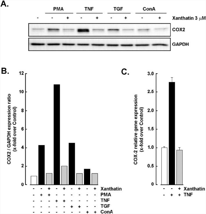 https://cdn.ncbi.nlm.nih.gov/pmc/blobs/fb25/12089583/7eae83add026/11671_2025_4257_Fig2_HTML.jpg