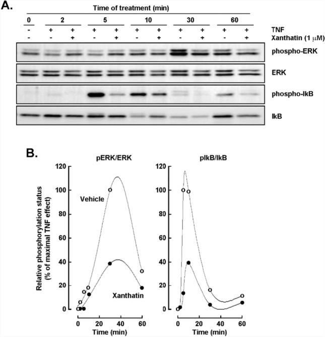 https://cdn.ncbi.nlm.nih.gov/pmc/blobs/fb25/12089583/dd74795e27b4/11671_2025_4257_Fig5_HTML.jpg