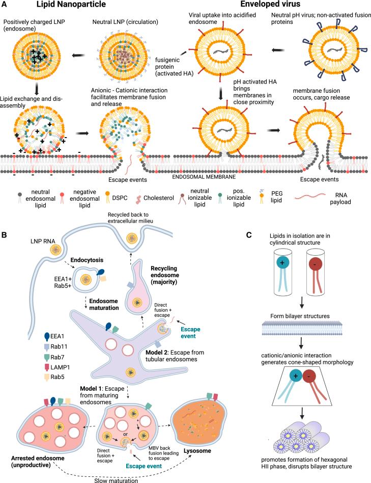 https://cdn.ncbi.nlm.nih.gov/pmc/blobs/fb2b/12274843/6befbc0b8911/gr3.jpg