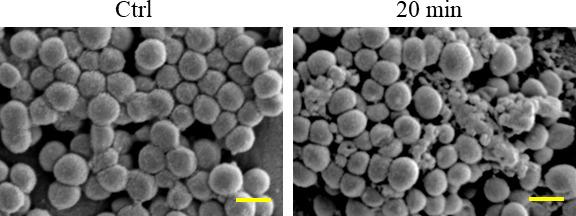 https://cdn.ncbi.nlm.nih.gov/pmc/blobs/fb2d/11580407/09a1adc27991/jb.00139-24.f005.jpg