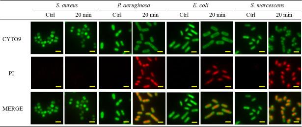 https://cdn.ncbi.nlm.nih.gov/pmc/blobs/fb2d/11580407/b1be3011bdc9/jb.00139-24.f004.jpg