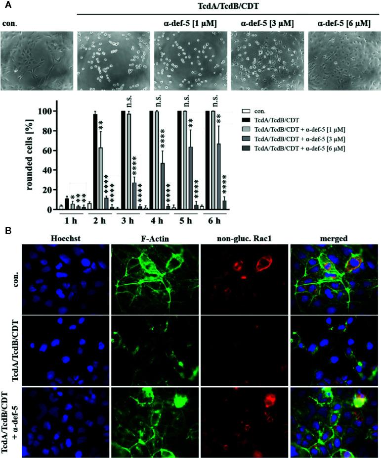 https://cdn.ncbi.nlm.nih.gov/pmc/blobs/fb31/7435013/68413641fcf9/fphar-11-01204-g003.jpg