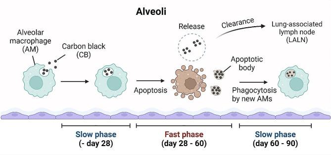 https://cdn.ncbi.nlm.nih.gov/pmc/blobs/fb33/11318259/aee63b486a61/12989_2024_591_Fig6_HTML.jpg