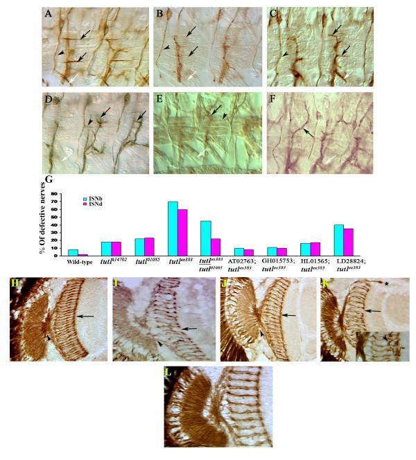 https://cdn.ncbi.nlm.nih.gov/pmc/blobs/fb33/2739522/3a3f0afb92b5/1749-8104-4-31-4.jpg