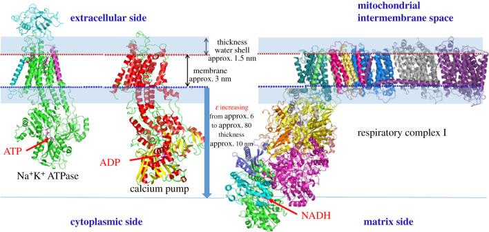 https://cdn.ncbi.nlm.nih.gov/pmc/blobs/fb34/7653358/8d52a8619e96/rsob-10-200224-g2.jpg
