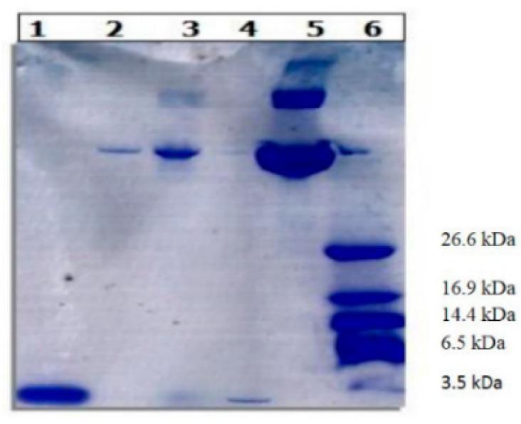 https://cdn.ncbi.nlm.nih.gov/pmc/blobs/fb35/4613215/5ab1bcb9d716/ijms-16-20492-g004.jpg