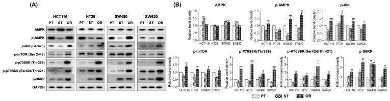 https://cdn.ncbi.nlm.nih.gov/pmc/blobs/fb36/9687437/7a67e0217f13/biomedicines-10-02690-g005.jpg