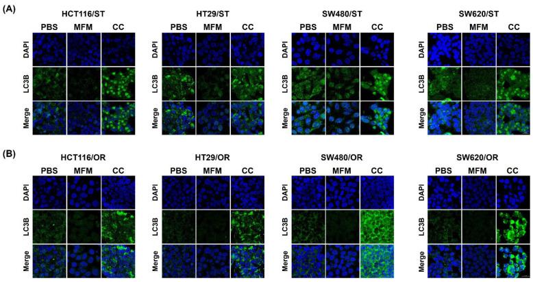 https://cdn.ncbi.nlm.nih.gov/pmc/blobs/fb36/9687437/7b62bc11d7d2/biomedicines-10-02690-g008.jpg