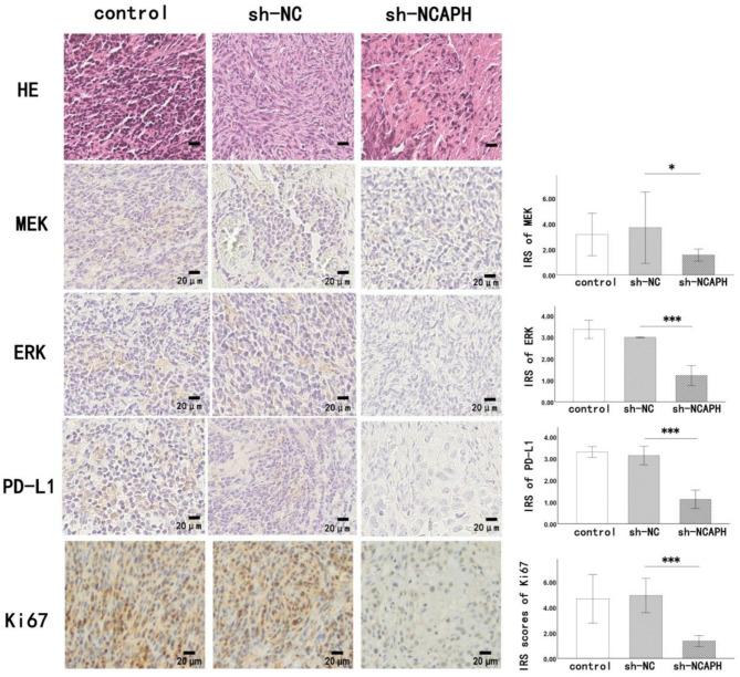 https://cdn.ncbi.nlm.nih.gov/pmc/blobs/fb39/12010566/c7c78cf7029d/13048_2025_1659_Fig8_HTML.jpg
