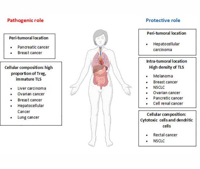 https://cdn.ncbi.nlm.nih.gov/pmc/blobs/fb3a/10445545/cfe92b9e3fee/fimmu-14-1231315-g003.jpg