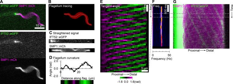 https://cdn.ncbi.nlm.nih.gov/pmc/blobs/fb3a/11148470/0f186d1b8ee6/JCB_202401154_FigS2.jpg