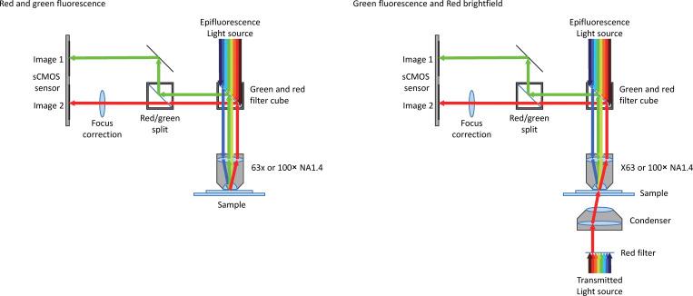 https://cdn.ncbi.nlm.nih.gov/pmc/blobs/fb3a/11148470/5e70c81ea62a/JCB_202401154_FigS1.jpg