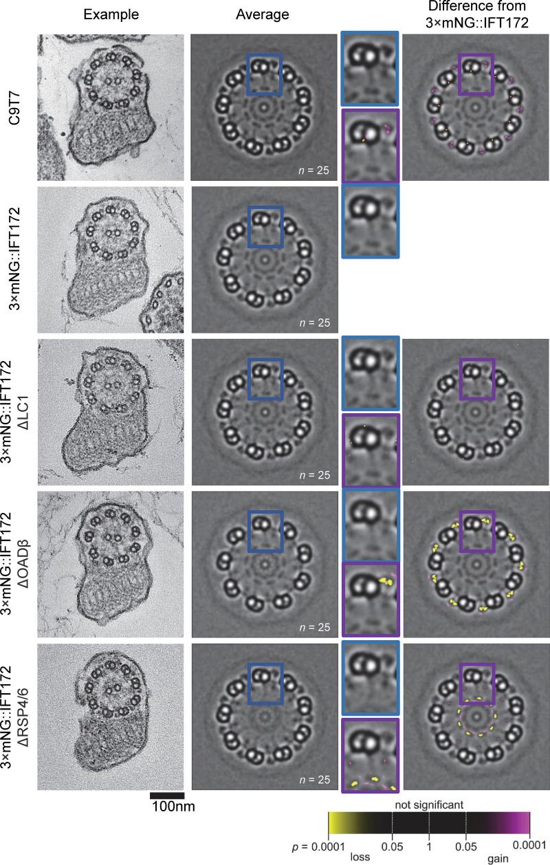 https://cdn.ncbi.nlm.nih.gov/pmc/blobs/fb3a/11148470/b6be7168ad32/JCB_202401154_Fig4.jpg