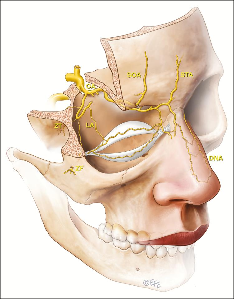 https://cdn.ncbi.nlm.nih.gov/pmc/blobs/fb3e/7427155/3dac7a201052/sjz312f0001.jpg
