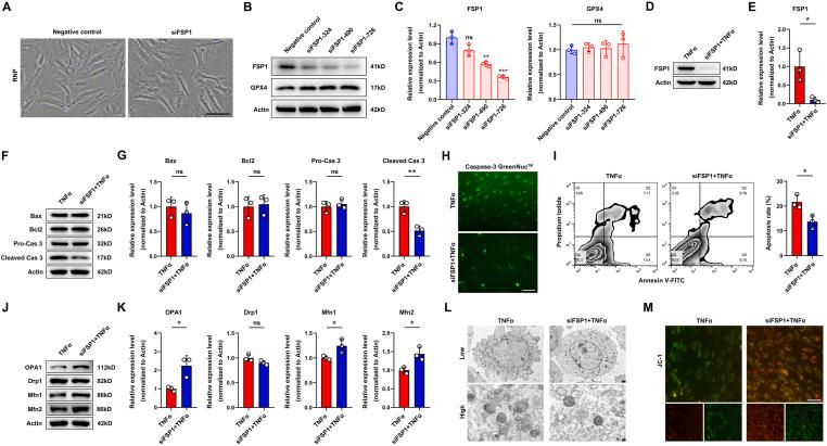 https://cdn.ncbi.nlm.nih.gov/pmc/blobs/fb45/11565395/62f02916a1a6/gr4.jpg