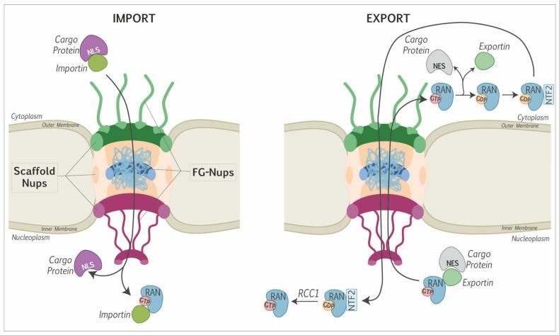 https://cdn.ncbi.nlm.nih.gov/pmc/blobs/fb49/8310216/b5555c4e3108/viruses-13-01210-g001.jpg