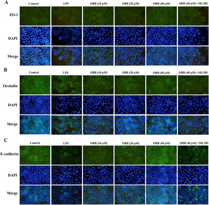 https://cdn.ncbi.nlm.nih.gov/pmc/blobs/fb4c/11747431/6e987bef1405/fphar-15-1496874-g003.jpg