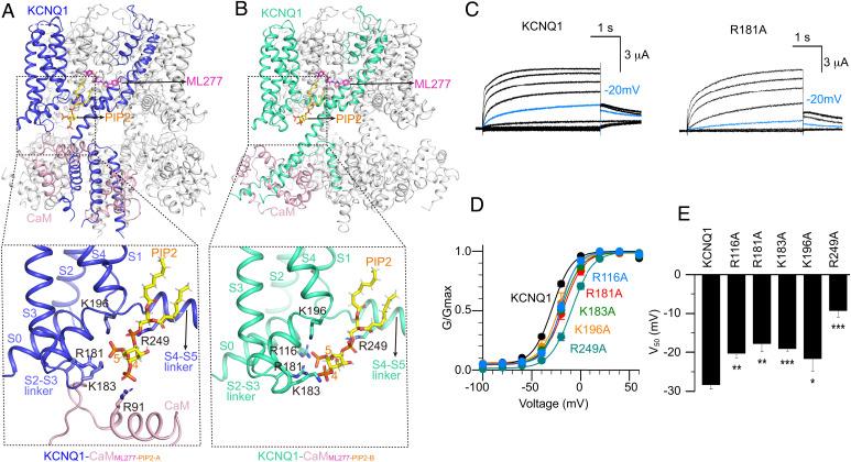 https://cdn.ncbi.nlm.nih.gov/pmc/blobs/fb4e/9661191/c0a67af2e07b/pnas.2207067119fig06.jpg