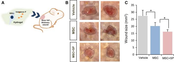 https://cdn.ncbi.nlm.nih.gov/pmc/blobs/fb4f/7687016/0efac14526b2/JCMM-24-12560-g002.jpg