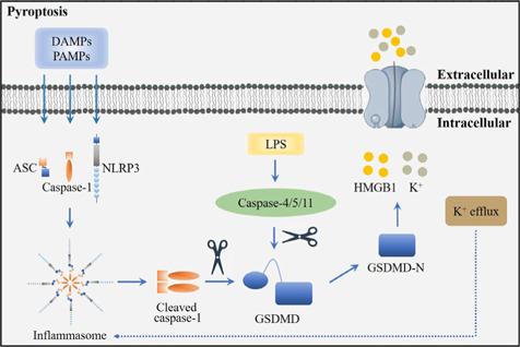 https://cdn.ncbi.nlm.nih.gov/pmc/blobs/fb52/10960298/2fbf2af93008/NRR-19-1660-g002.jpg