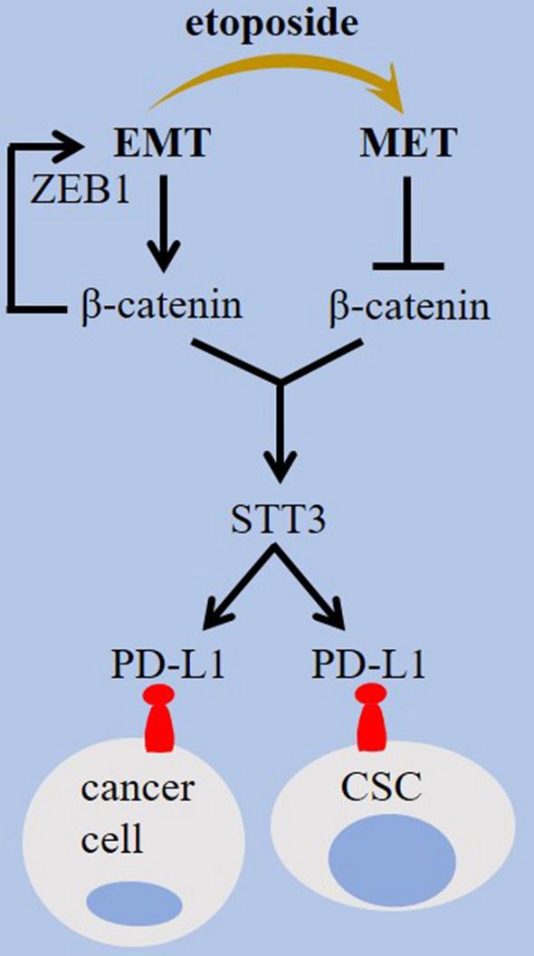 https://cdn.ncbi.nlm.nih.gov/pmc/blobs/fb54/10822012/2988066d45d6/10238_2023_1274_Fig5_HTML.jpg