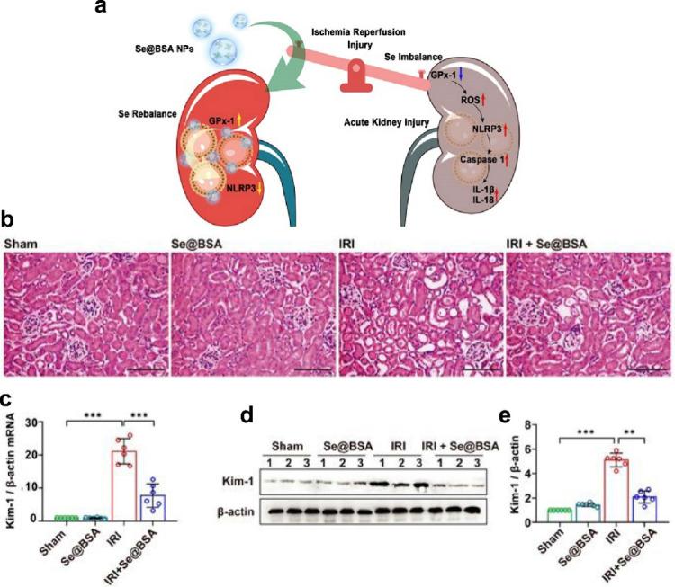https://cdn.ncbi.nlm.nih.gov/pmc/blobs/fb56/11480945/5364ac1be3bf/ab4c01385_0006.jpg