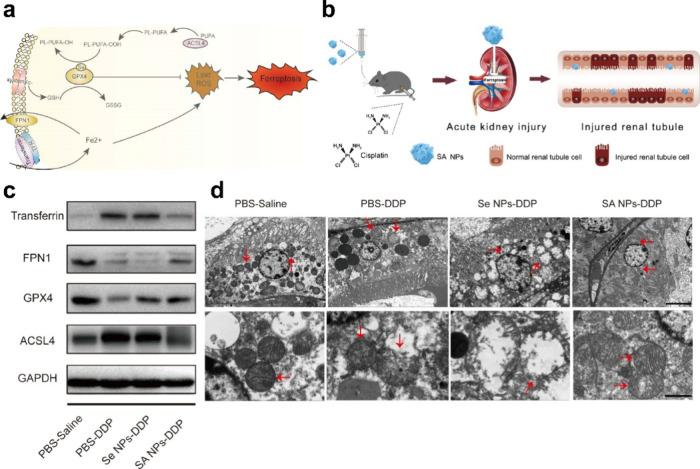 https://cdn.ncbi.nlm.nih.gov/pmc/blobs/fb56/11480945/bd7ef71028a8/ab4c01385_0005.jpg