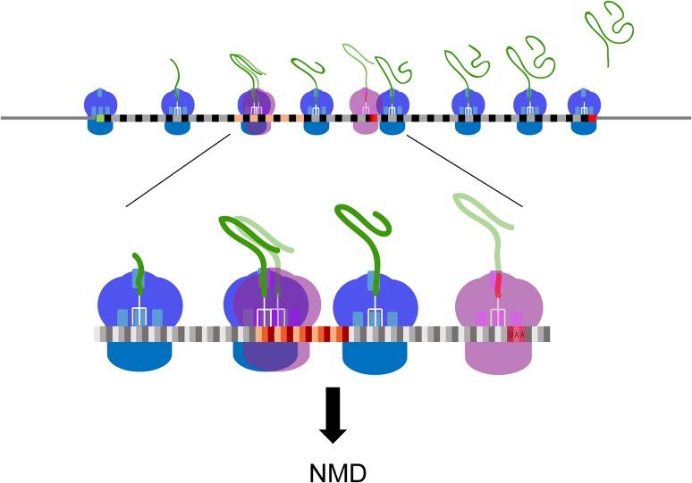 https://cdn.ncbi.nlm.nih.gov/pmc/blobs/fb57/5668330/b010216c3671/294_2017_709_Fig1_HTML.jpg