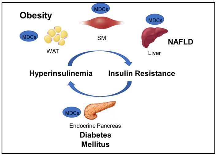 https://cdn.ncbi.nlm.nih.gov/pmc/blobs/fb59/7279023/94ffe80317b4/ijms-21-03480-g001.jpg