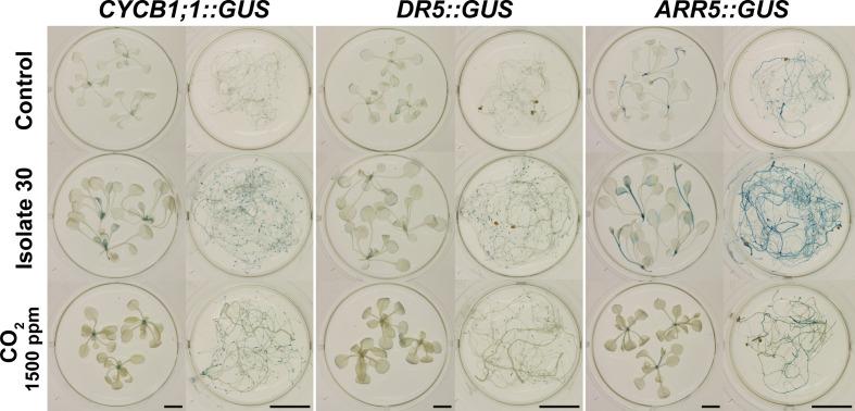 https://cdn.ncbi.nlm.nih.gov/pmc/blobs/fb59/7492573/4123009b0d4d/fpls-11-544435-g010.jpg