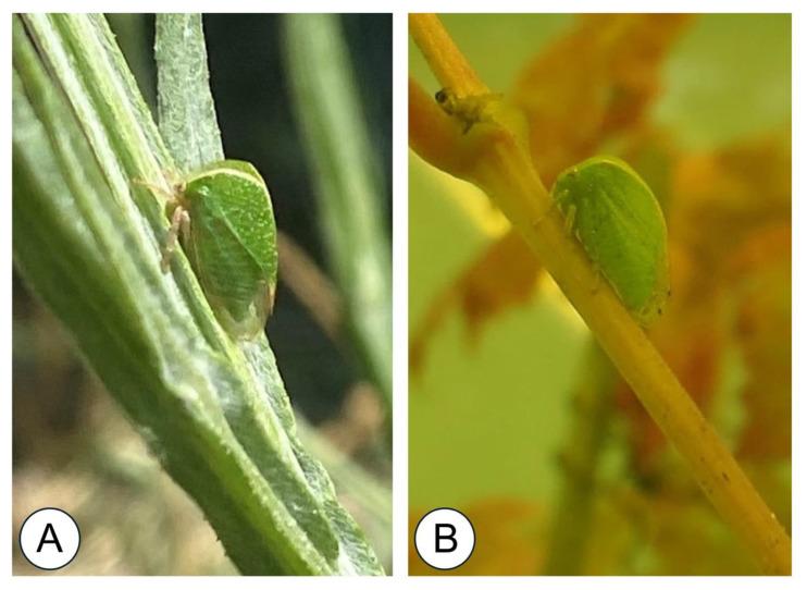 https://cdn.ncbi.nlm.nih.gov/pmc/blobs/fb5e/11432720/532bbcf9e32a/insects-15-00664-g001.jpg