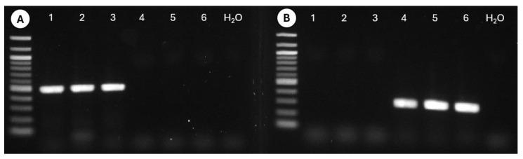 https://cdn.ncbi.nlm.nih.gov/pmc/blobs/fb5e/11432720/bfde4287a37a/insects-15-00664-g009.jpg