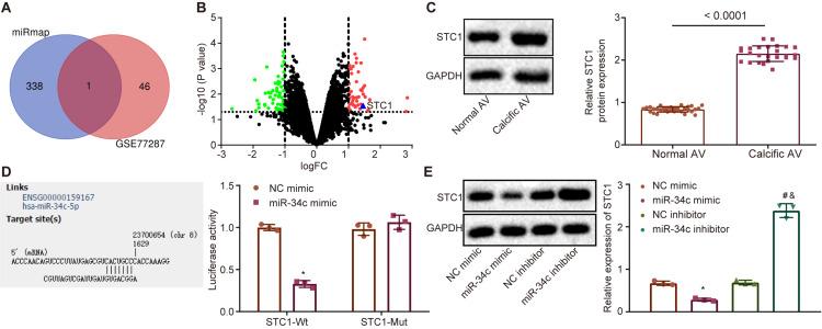 https://cdn.ncbi.nlm.nih.gov/pmc/blobs/fb5f/7489094/2818749f6408/fphys-11-00829-g003.jpg