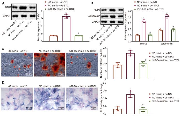 https://cdn.ncbi.nlm.nih.gov/pmc/blobs/fb5f/7489094/54cdf080106c/fphys-11-00829-g004.jpg