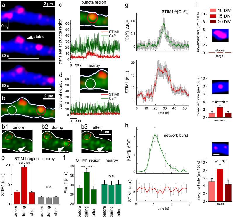 https://cdn.ncbi.nlm.nih.gov/pmc/blobs/fb5f/7813759/b8185390b339/fnsyn-12-573714-g0005.jpg