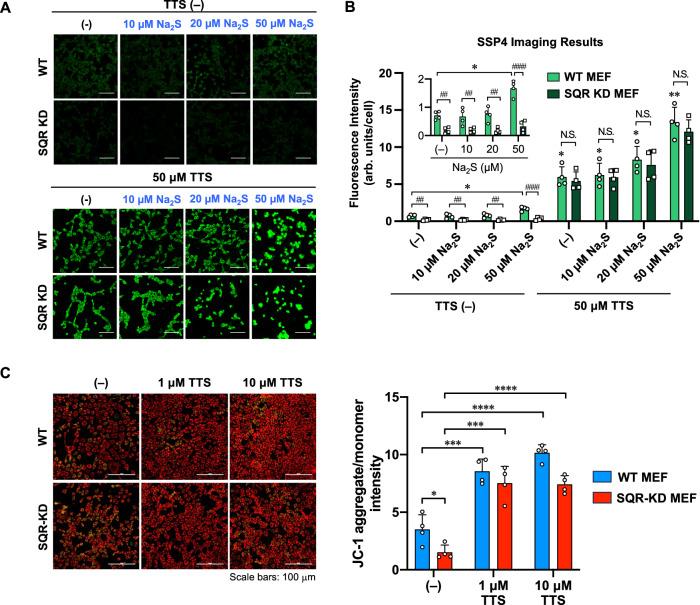 https://cdn.ncbi.nlm.nih.gov/pmc/blobs/fb61/10951338/78e77f3005e5/41467_2024_46652_Fig8_HTML.jpg