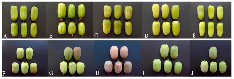 https://cdn.ncbi.nlm.nih.gov/pmc/blobs/fb62/10968433/15ccd22a368d/antioxidants-13-00372-g001.jpg
