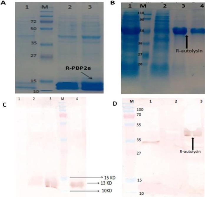 https://cdn.ncbi.nlm.nih.gov/pmc/blobs/fb62/9150805/f78984daa6d5/IJBMS-25-442-g001.jpg