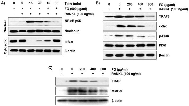 https://cdn.ncbi.nlm.nih.gov/pmc/blobs/fb67/6471417/1fb0e2add76e/ijms-20-01439-g005.jpg