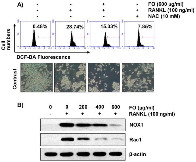 https://cdn.ncbi.nlm.nih.gov/pmc/blobs/fb67/6471417/81978b731d20/ijms-20-01439-g006.jpg