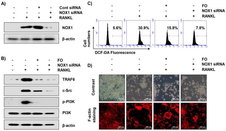 https://cdn.ncbi.nlm.nih.gov/pmc/blobs/fb67/6471417/989dea875e37/ijms-20-01439-g007.jpg