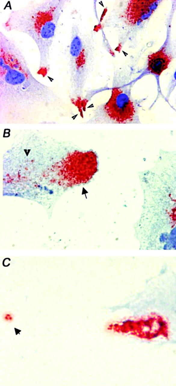 https://cdn.ncbi.nlm.nih.gov/pmc/blobs/fb69/2193755/d688cfea83a0/011624f7.jpg
