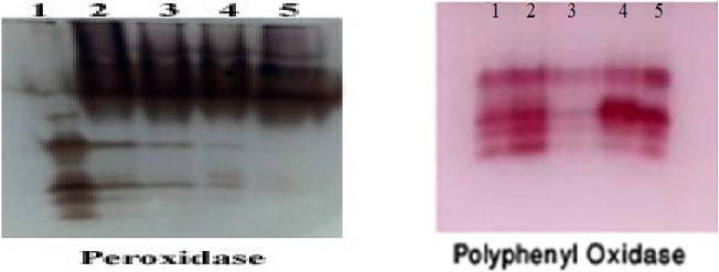 https://cdn.ncbi.nlm.nih.gov/pmc/blobs/fb6b/9420682/ebd56aaaf8d8/40529_2022_357_Fig7_HTML.jpg